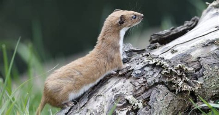 6 Weasels That Will Make You Nod Your Head And Say 'Weasels' ClickHole