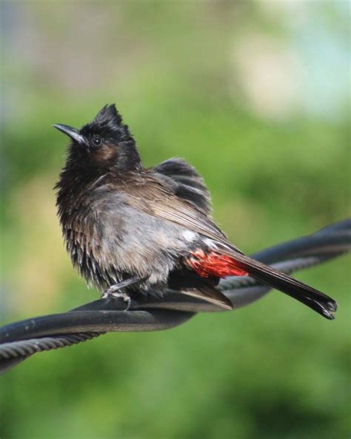 A Journey Into Ornithological Wonder
