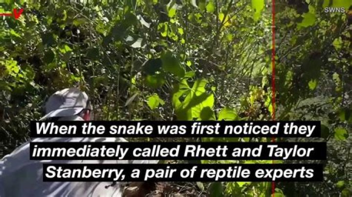 Albino Boa Constrictor Discovered in Fort Worth Goodwill Donations