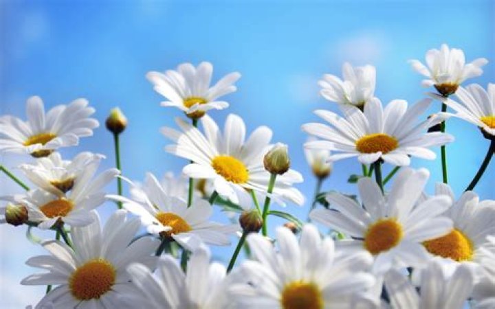 Daisy Flower Wallpaper (57+ images)