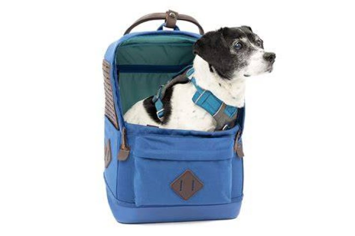 Do Dogs Like Carrying Backpacks
