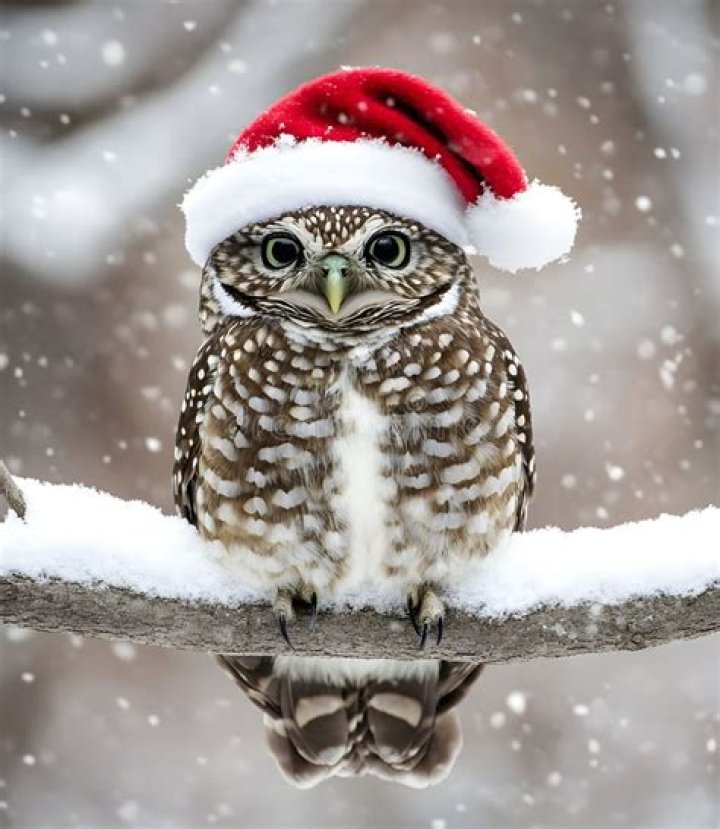 Small Festive Owl Festive, Owl, Arts And Crafts, Bird, Animals